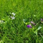 Violets are a type of weed