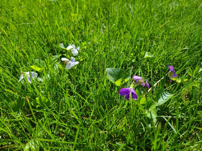 Does Your Lawn Have Weeds? New England Green Lawn Care Inc.