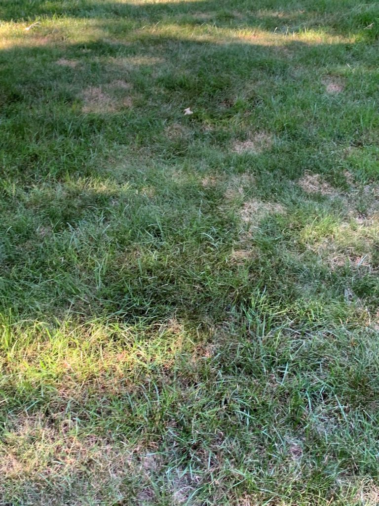 lawn with fungus and drought stress