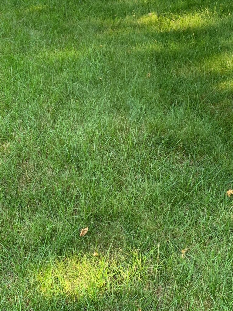 lawn without fungus or drought stress