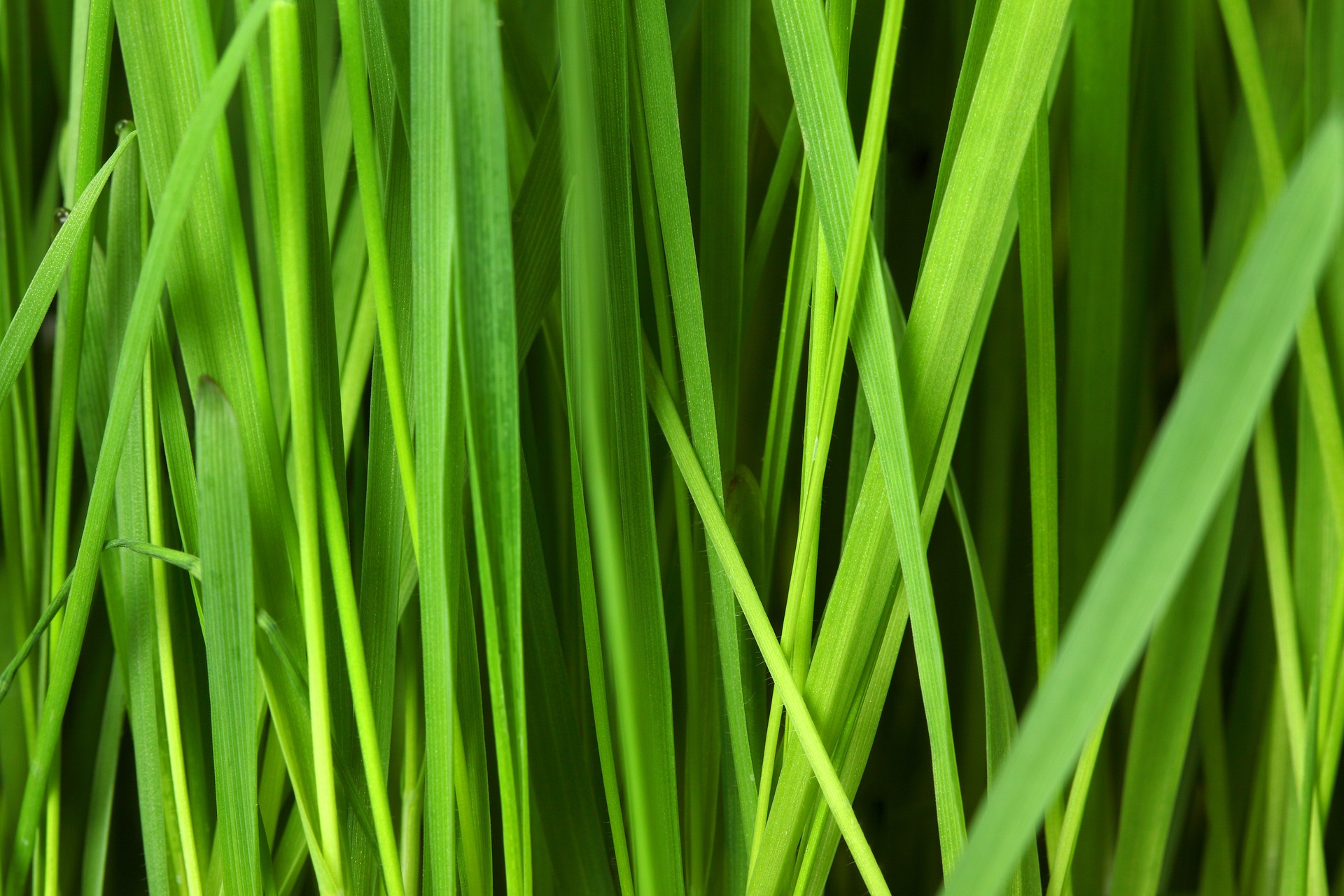 Why Isn't My New Grass Growing Faster? New England Green Lawn Care Inc.