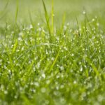 grass, dew, green